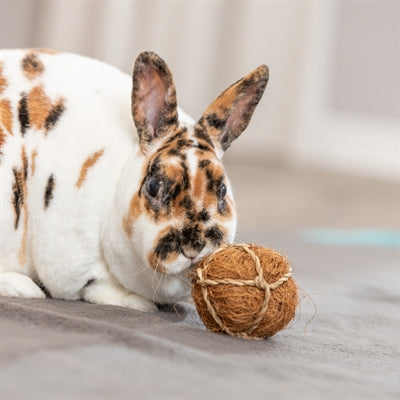 Trixie coconut ball