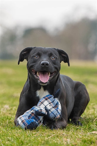 Orso mirtillo rosewood blu a scacchi