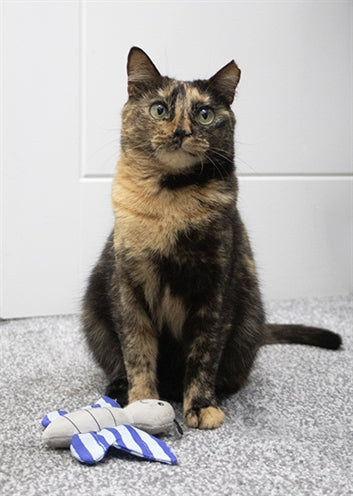 Battersea metulj in kačji pastir duo modra