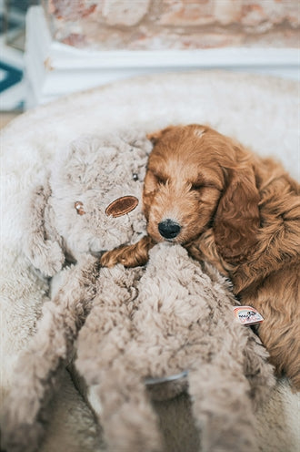 Mein Hund Hund Plüsch braun