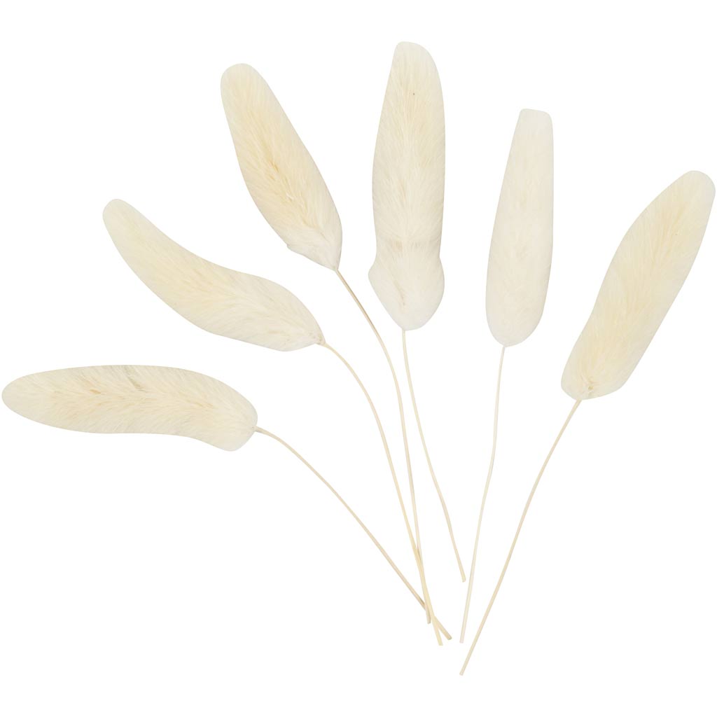 Creativ company hare's tail grass, l: 3-7 cm, 6 pieces 1 box
