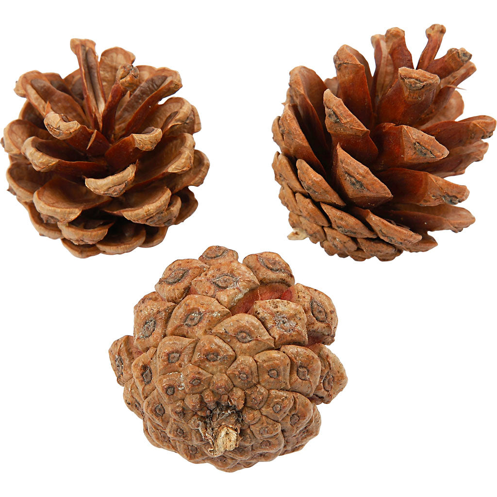 Creativ company pine cones, d 40 mm, approx. 60 pieces, 500 g 1 box