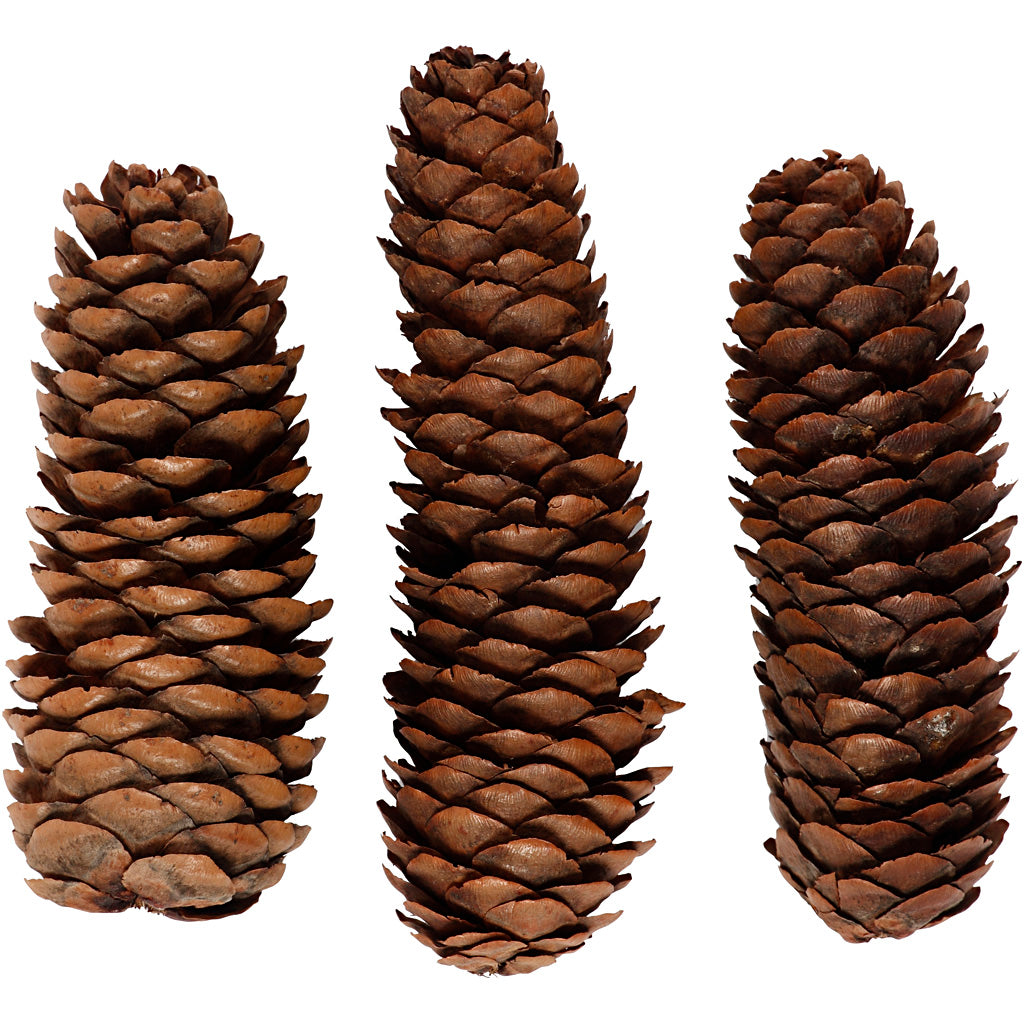 Creativ company cone pine cones, d 40 mm, approx. 14 pieces, 300 g 1 box