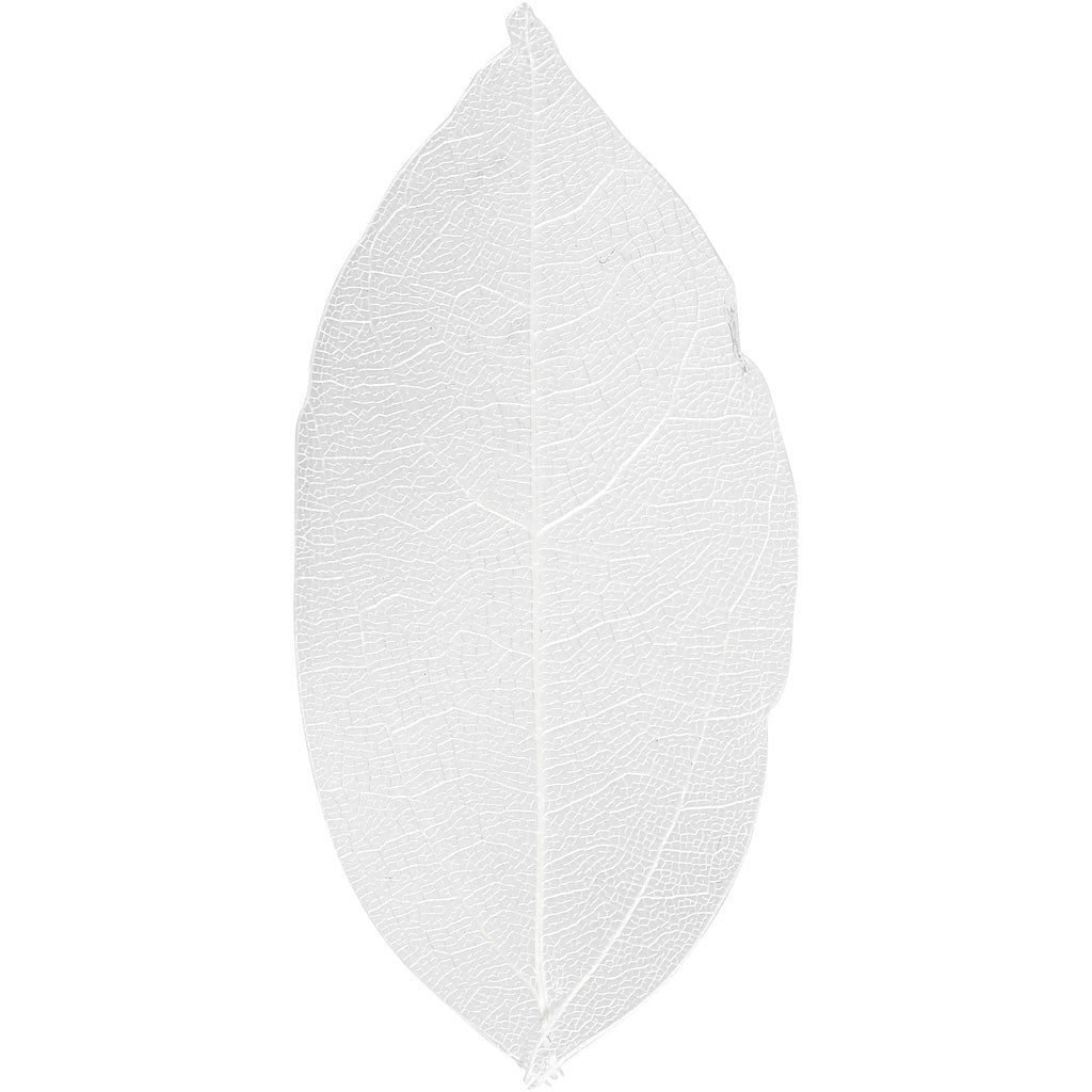 Creativ company skeleton leaves, l: 6-8 cm, white, 20 pieces 1 box
