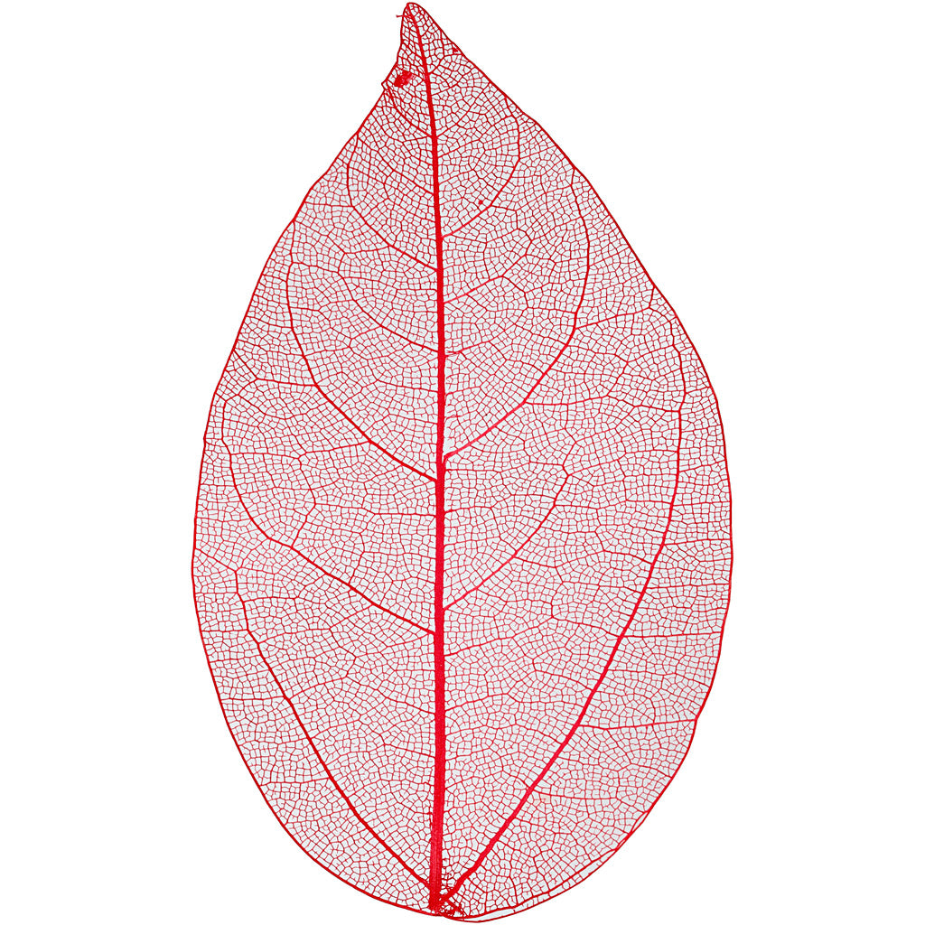 Creativ company skeleton leaves , l: 6-8 cm, red, 20 pieces 1 box