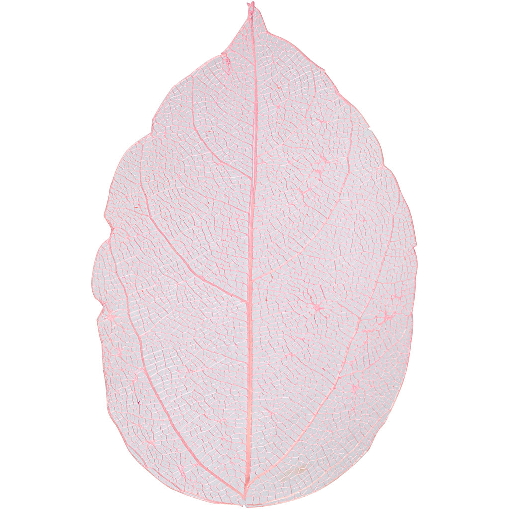 Creativ company skeleton leaves , l: 6-8 cm, light red, 20 pieces 1 box