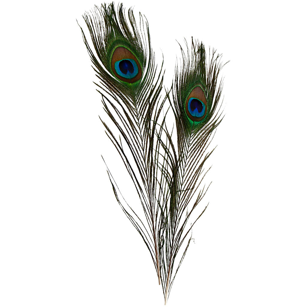 Creativ company peacock feathers, l: 25-30 cm, 10 pieces 1 box
