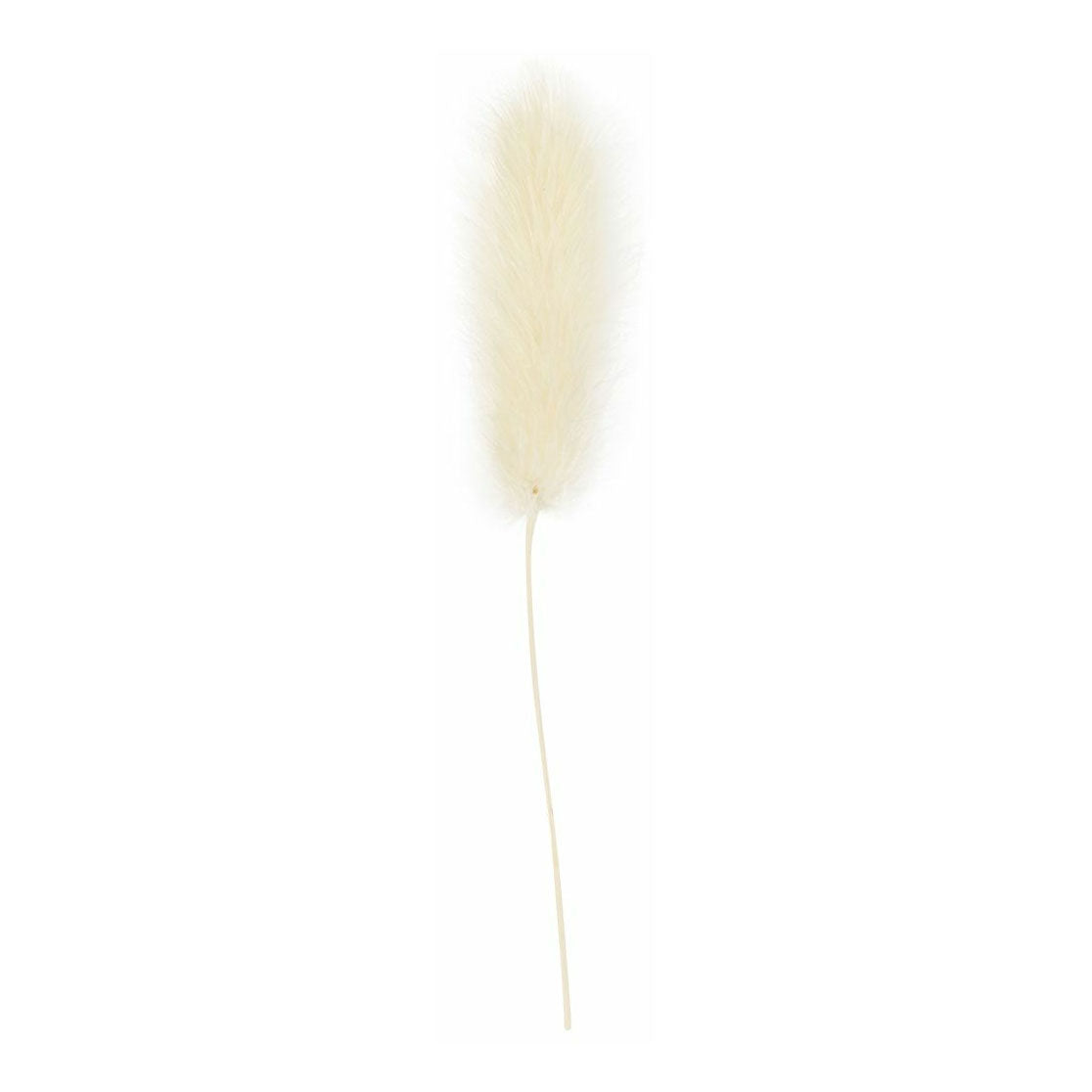 Creativ company hare's tail grass, l: 3-7 cm, 6 pieces 1 box