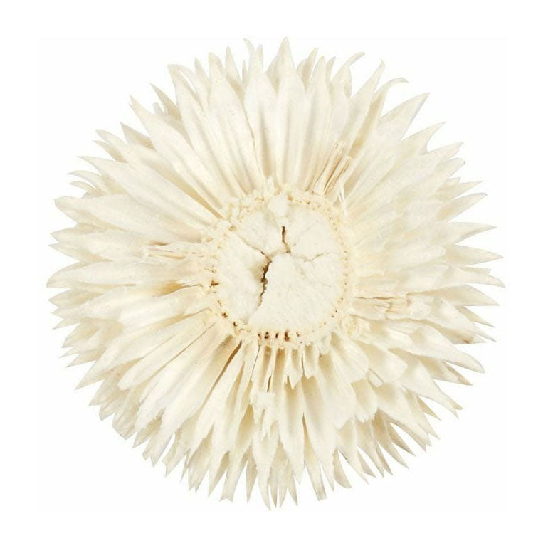 Creativ company dried flowers, d 3-5 cm, 6 pieces 1 box