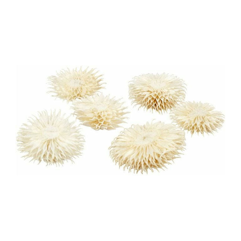 Creativ company dried flowers, d 3-5 cm, 6 pieces 1 box