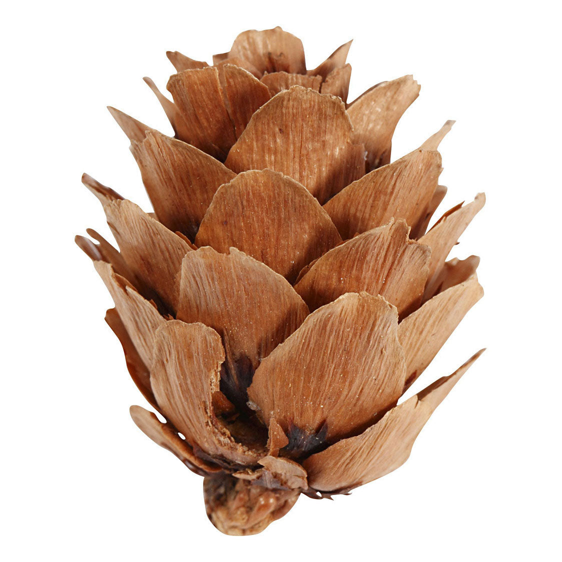 Creativ company larchskegels, 12st.