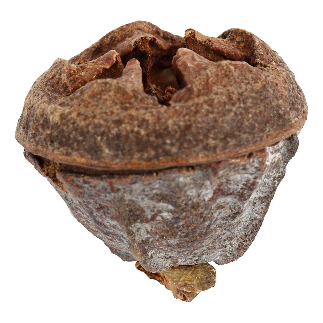 Creativ company larch cones, 25 grams