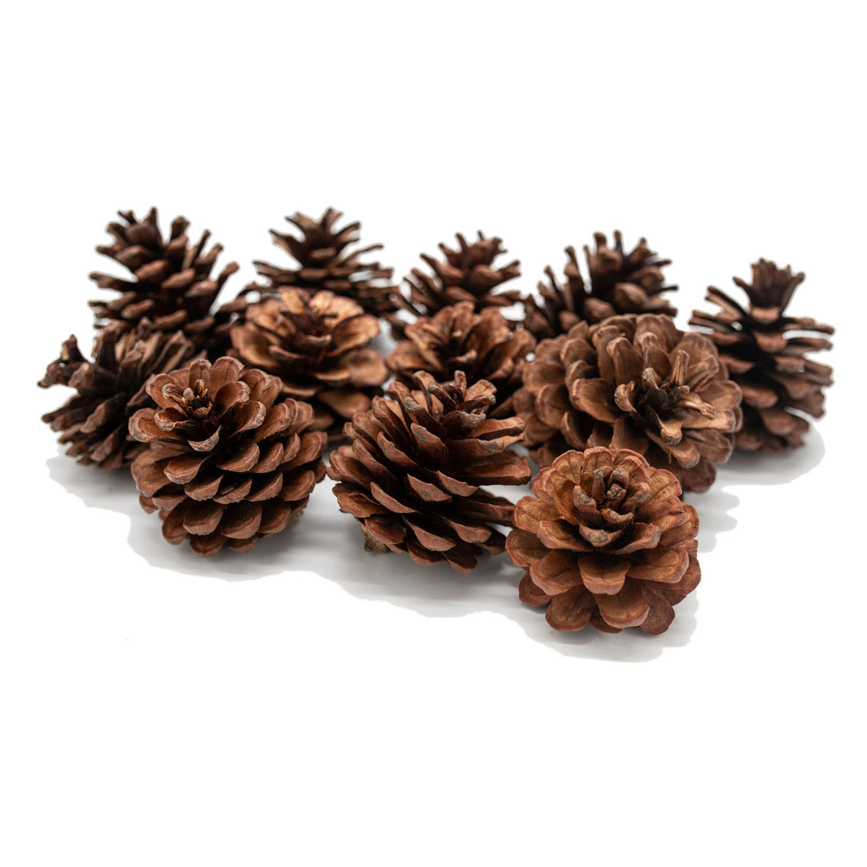 Färbungen - Kiefernkegel, 12..