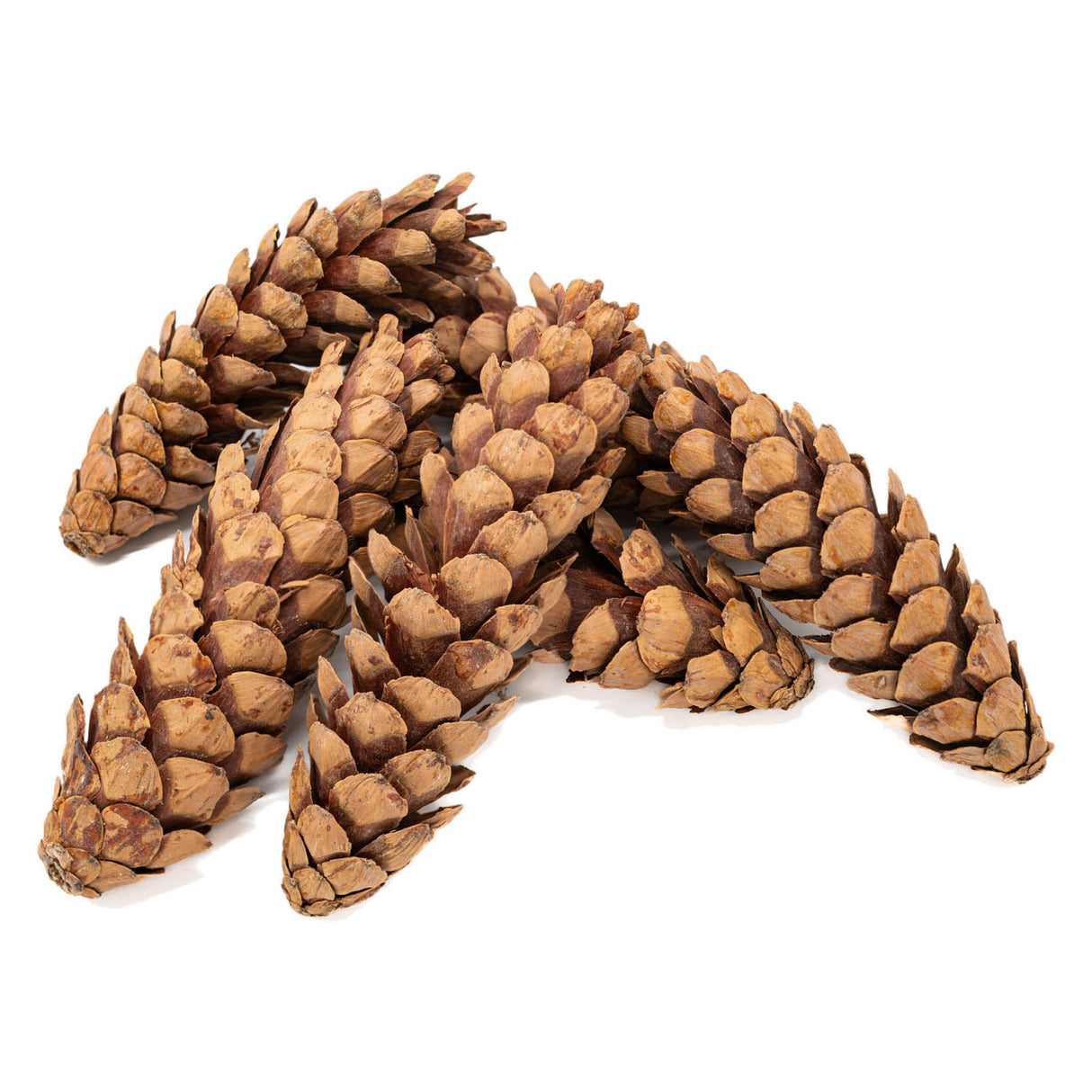 Koloratiounen - Natural Stréibicher Kegelen, 6..