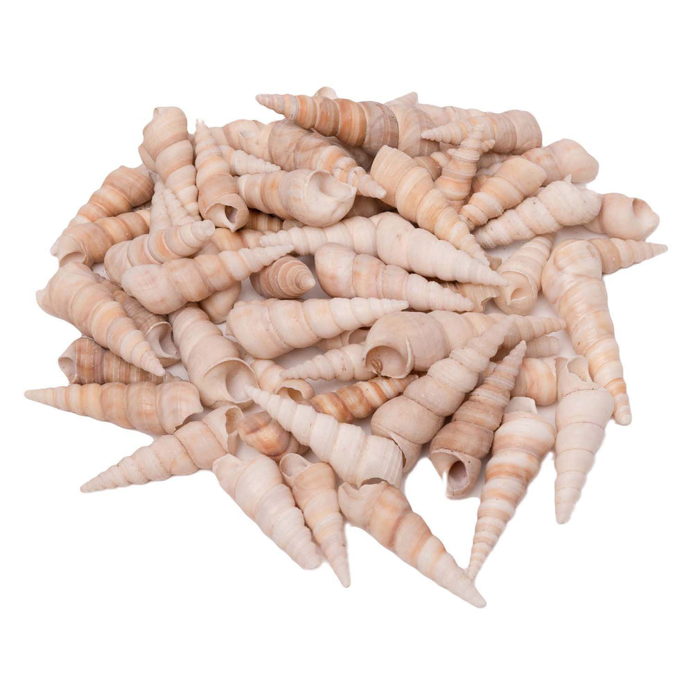 Colorations - seashells turritella, 550g