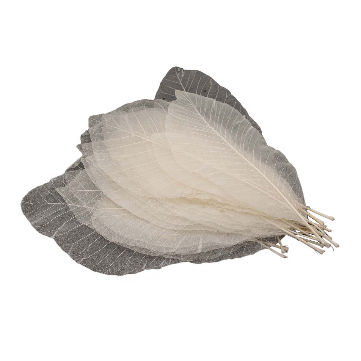 Dolgi listni skeleti, 24 kom.