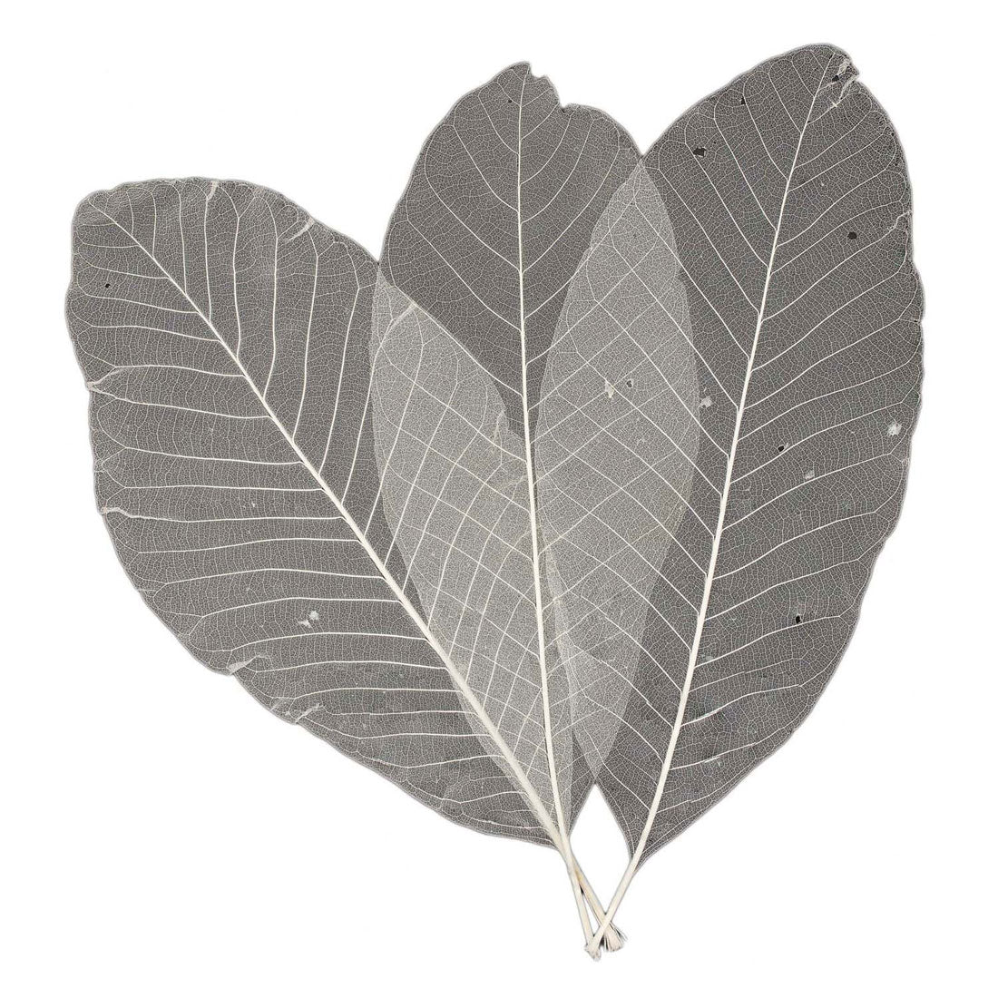 Dolgi listni skeleti, 24 kom.