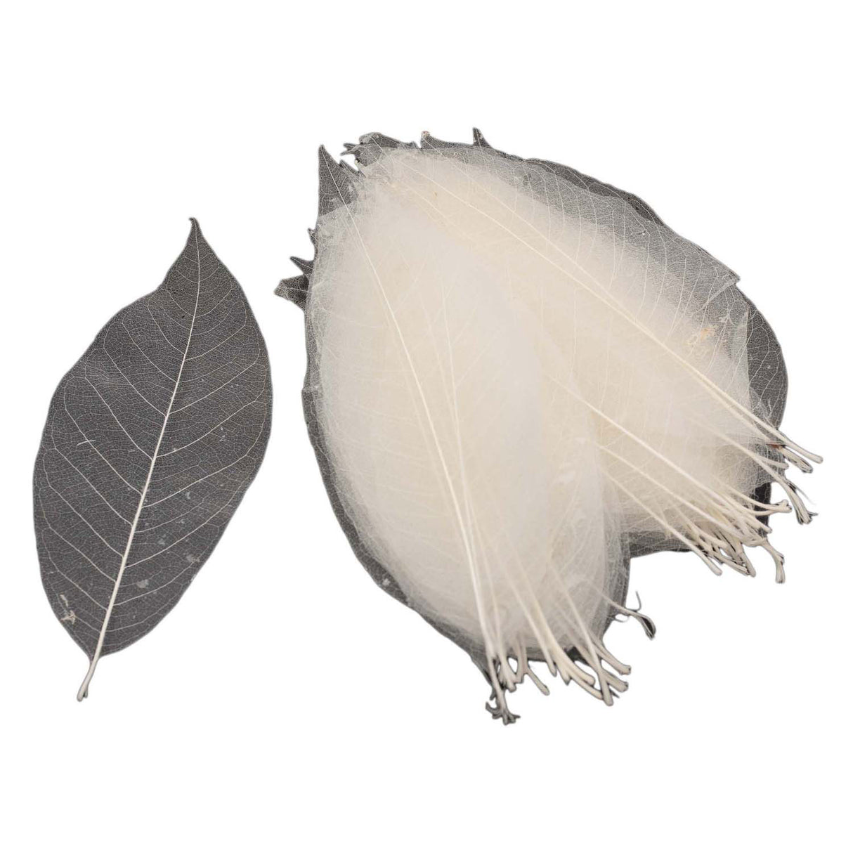 Magnolia leaf skeletons, 50 pcs.
