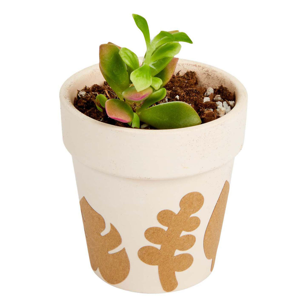 Colorations - botanical craft stickers, 400 pcs.