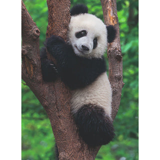 Ravensburger Puzzle Panda und Koala 2 x 500 Stücke