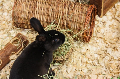 Natur First Happy Pet Wilgen Hooirek