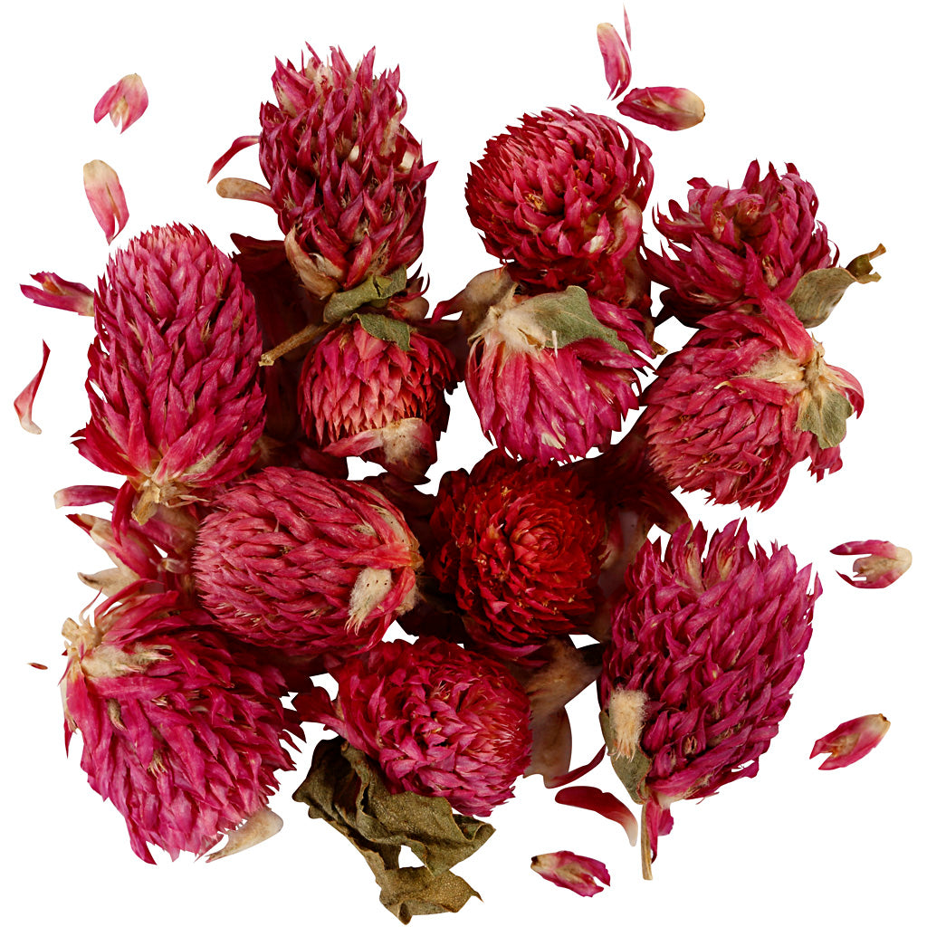 Creativ company dried flowers, red clover, l: 1.5-2.5 cm, d 1 - 1.5 cm, approx. 15 g, 15 g, purple, 1 box