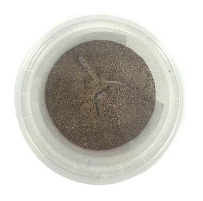 Animal drugstore Green-lipped mussel extract veterinary