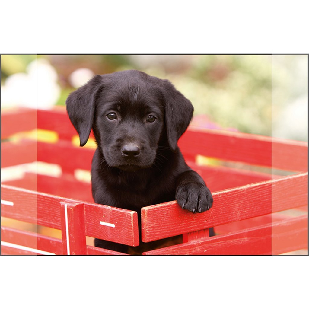 Kangaro bureauonderlegger zwarte labrador pup 38x58cm