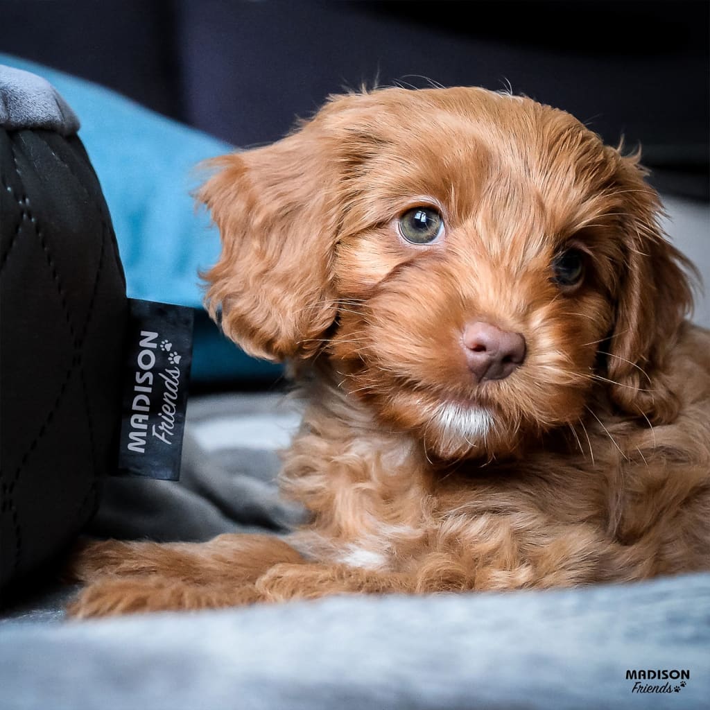 Madison Dog Basket Velvet 80x67x22 cm grå