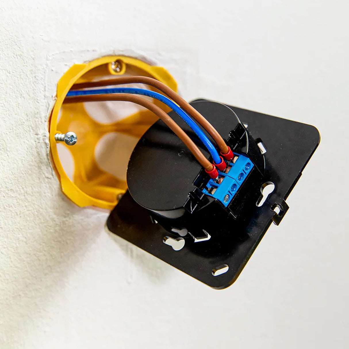 Shelly Wall Affichage