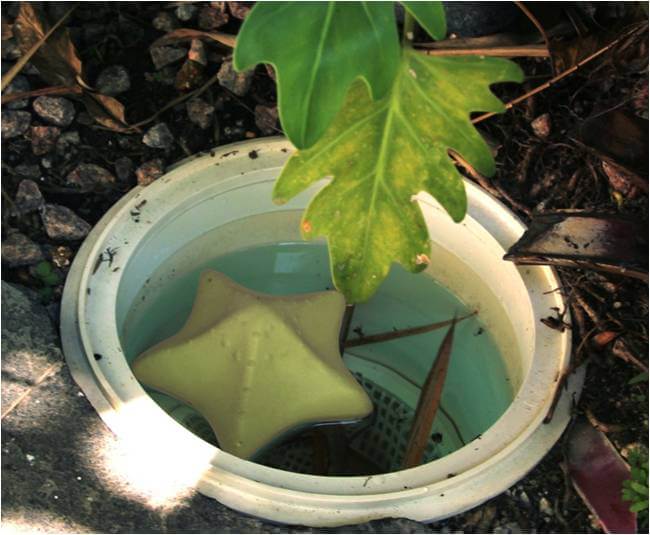 ComfortPool Starfisf nettoyant les éponges