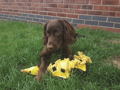 Happy pet Out about cross ropes duck