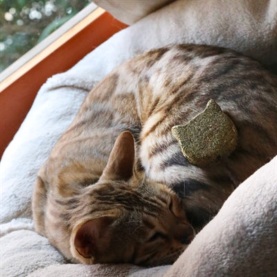 Croci euphoria stick catnip котешка глава