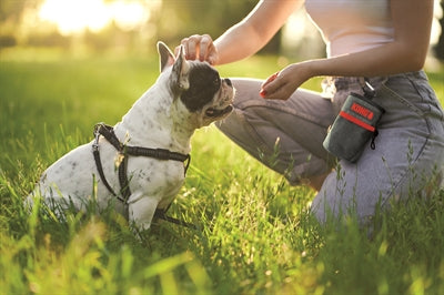 Kongová odměna taška