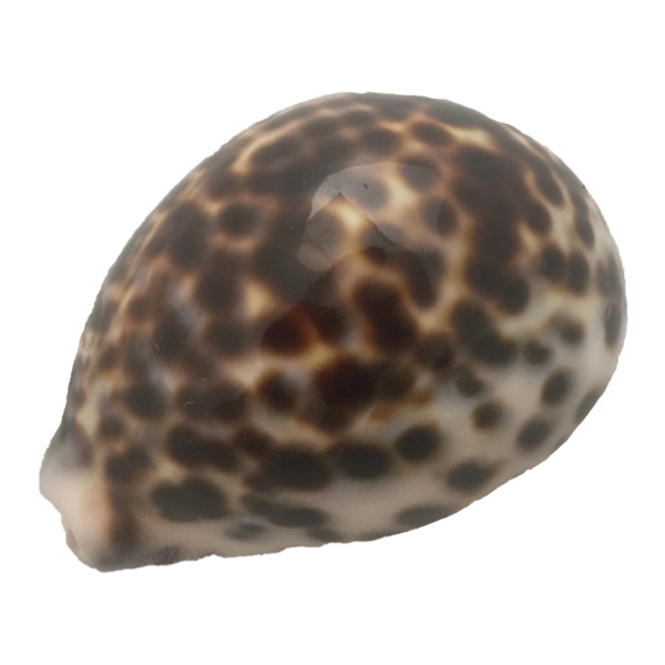 Juguetes de papoose juguetes de papoose kowok shell 5pc