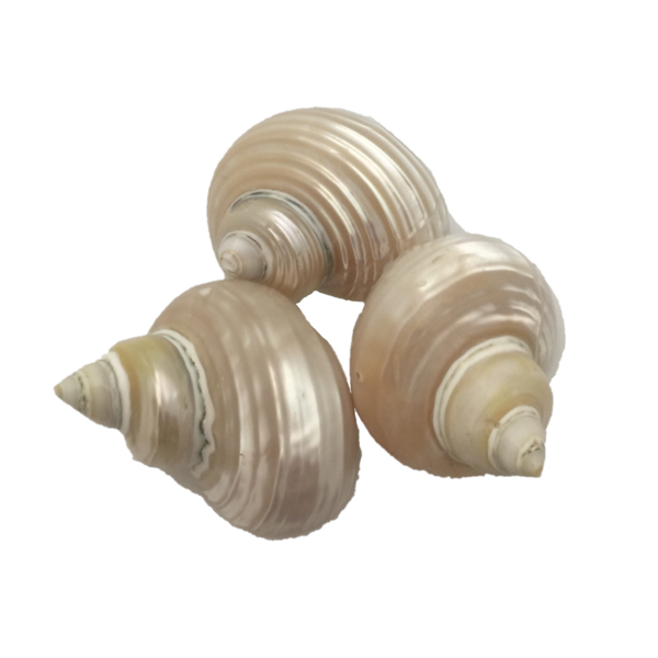 Juguetes de papoose juguetes papoose shell de telempu 5pc