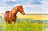 Kangaro K-0014d117 Buro Bottom PP 38x58cm Caballo