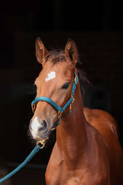 Veulenhalster topline groen