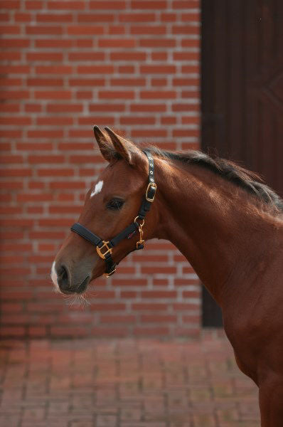 Veulenhalster topline zwart