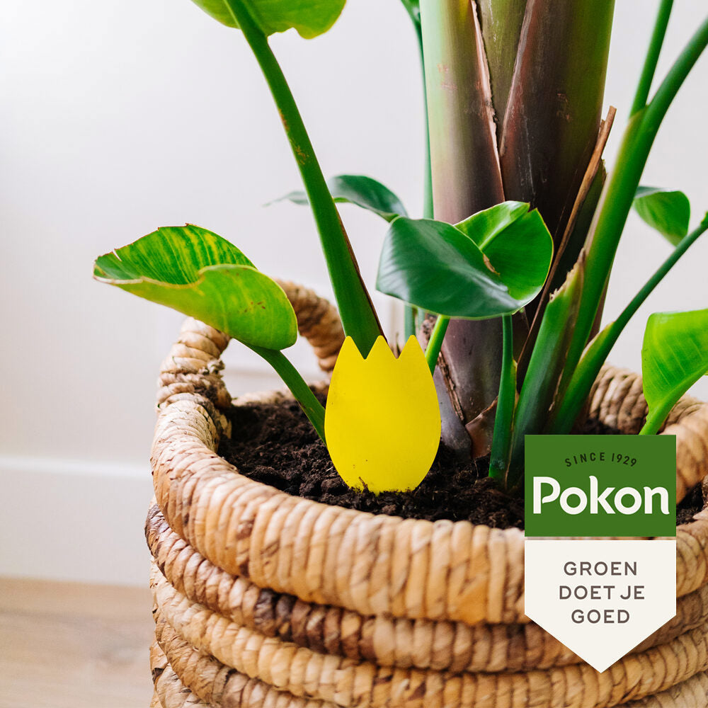 Pokon bio lepiace pasce proti pôdnym muchám 15 ks