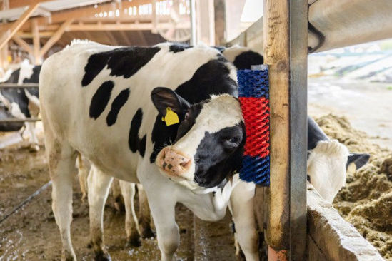 Halfronde koeborstel veeborstel blauwrood xl