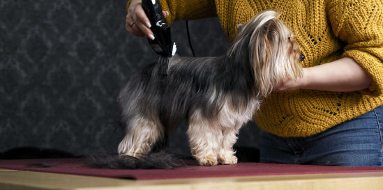 Moser tondeuse 1400 power 220v