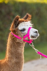 Alpaca halster roze