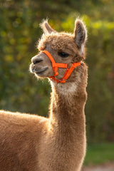 Alpaca halster oranje