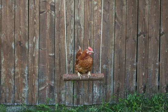 Kerbl kippenschommel 39 x %c3%b8 5cm