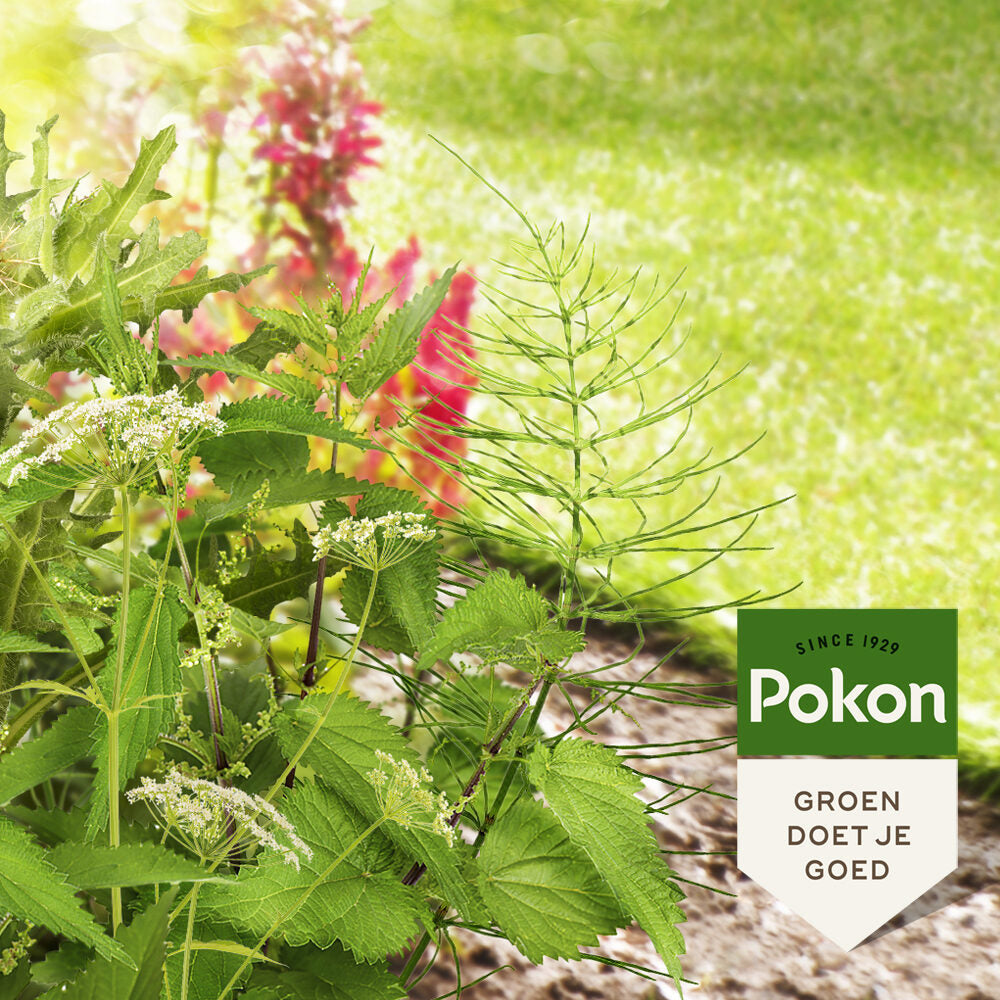 Pokon contra ervas daninhas teimosas concentrado 100ml weedex