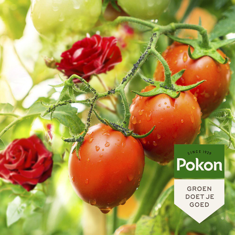 Pokon bio anti-insect concentrate 225ml polysect gyo