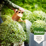Pokon bio pušpan ilex hrana 500 ml