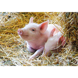 Ravensburger - Farm Animals Jigsaw Puzzle 2x12 pieces