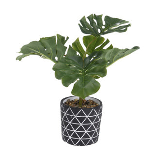 Plant 32cm high in cement pot